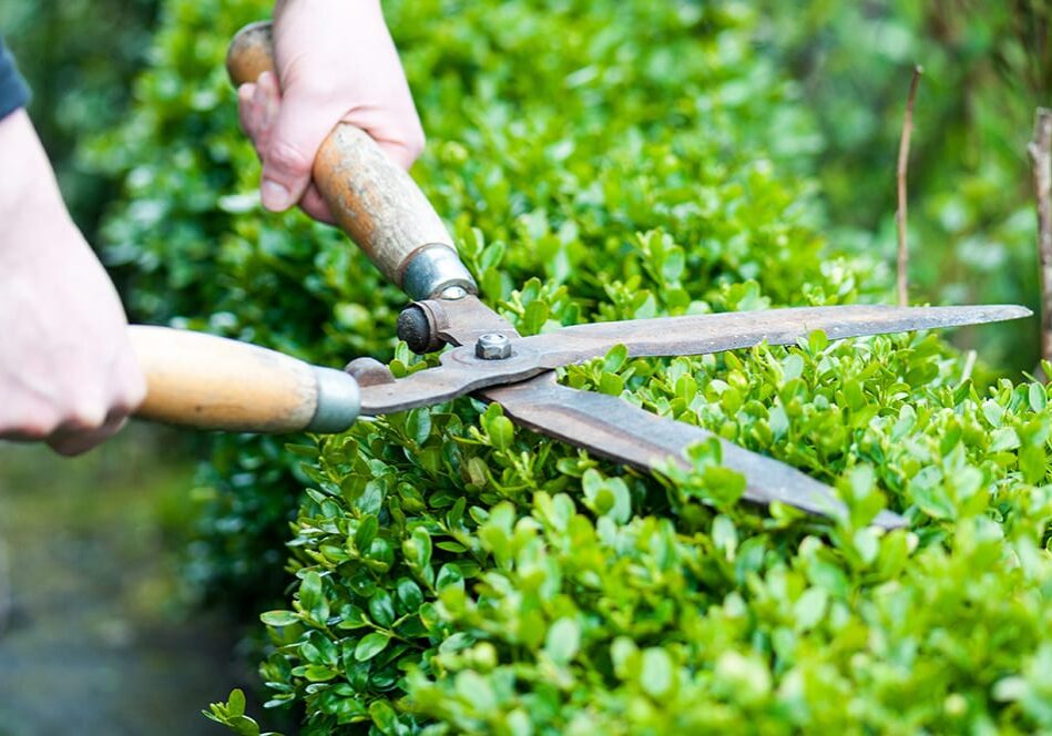 trimming